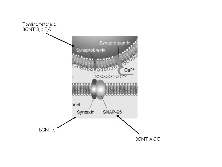 Tossina tetanica BONT B, D, F, G BONT C BONT A, C, E 