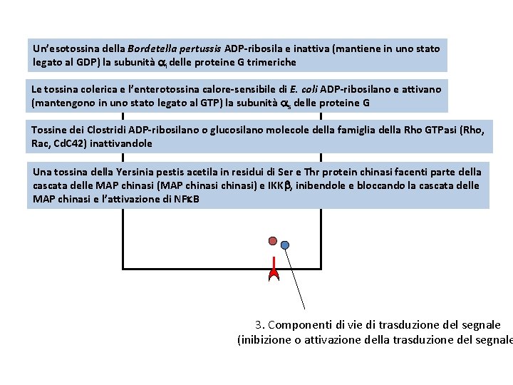 Un’esotossina della Bordetella pertussis ADP‐ribosila e inattiva (mantiene in uno stato legato al GDP)
