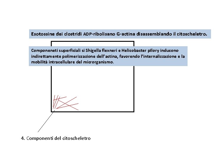 Esotossine dei clostridi ADP‐ribolisano G‐actina disassemblando il citoscheletro. Componeneti superficiali si Shigella flexneri e