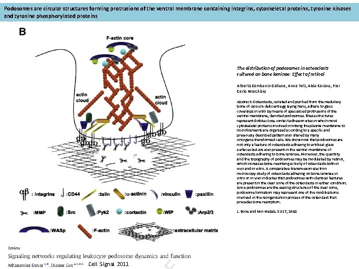 Podosomes are circular structures forming protrusions of the ventral membrane containing integrins, cytoskeletal proteins,