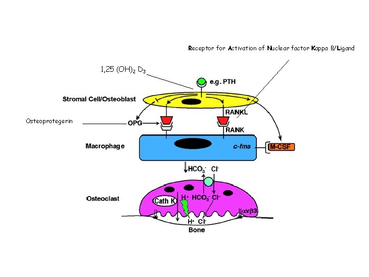 Receptor for Activation of Nuclear factor Kappa B/Ligand 1, 25 (OH)2 D 3 Osteoprotegerin