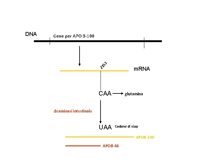 53 Gene per APO B-100 m. RNA 21 DNA CAA glutamina deaminasi intestinale UAA