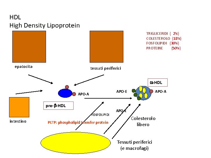 HDL High Density Lipoprotein TRIGLICERIDI ( 2%) COLESTEROLO (18%) FOSFOLIPIDI (30%) PROTEINE (50%) epatocita