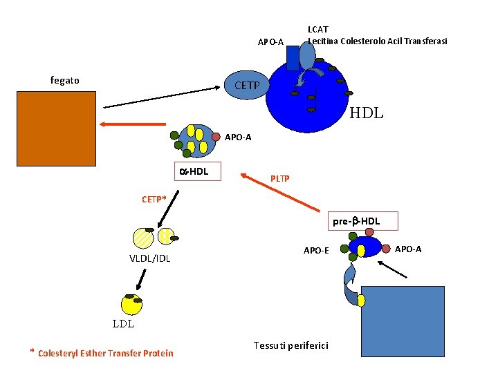 APO-A fegato LCAT Lecitina Colesterolo Acil Transferasi CETP HDL APO‐A a‐HDL PLTP CETP* pre‐b‐HDL
