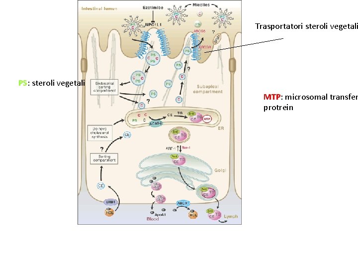 Trasportatori steroli vegetali PS: steroli vegetali MTP: microsomal transfer protrein 