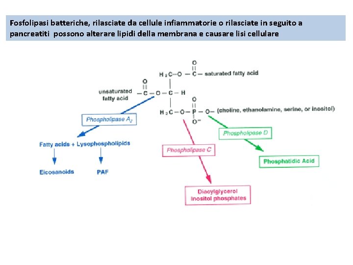 Fosfolipasi batteriche, rilasciate da cellule infiammatorie o rilasciate in seguito a pancreatiti possono alterare