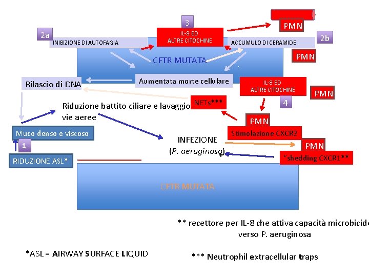 3 2 a IL-8 ED ALTRE CITOCHINE INIBIZIONE DI AUTOFAGIA PMN CFTR MUTATA Rilascio