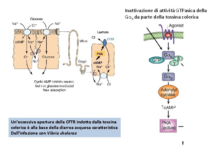 Inattivazione di attività GTPasica della Gas da parte della tossina colerica CFTR PKA c.