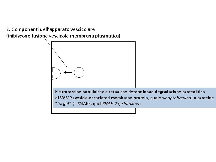 2. Componenti dell’apparato vescicolare (inibiscono fusione vescicole membrana plasmatica) Neurotossine botuliniche e tetaniche determinano