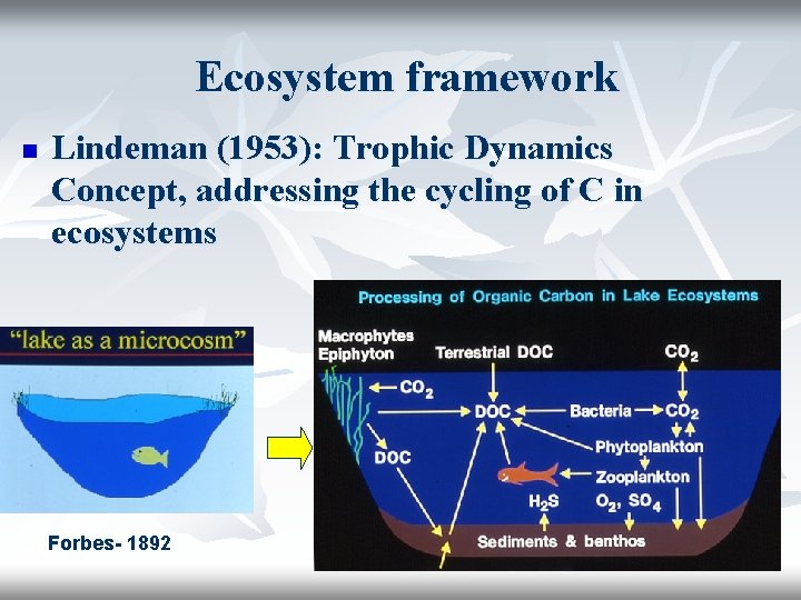 Ecosystem framework n Lindeman (1953): Trophic Dynamics Concept, addressing the cycling of C in