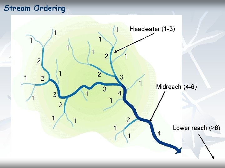 Stream Ordering Headwater (1 -3) Midreach (4 -6) Lower reach (>6) 