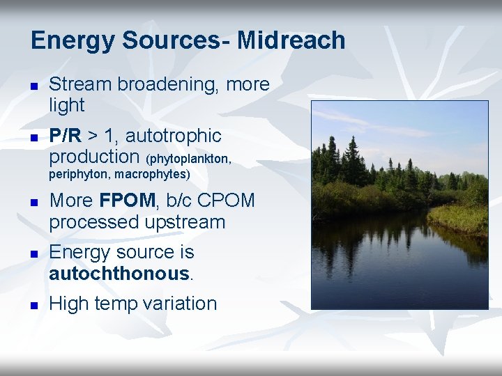 Energy Sources- Midreach n n Stream broadening, more light P/R > 1, autotrophic production