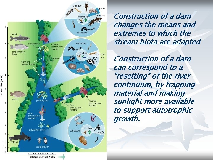 Construction of a dam changes the means and extremes to which the stream biota