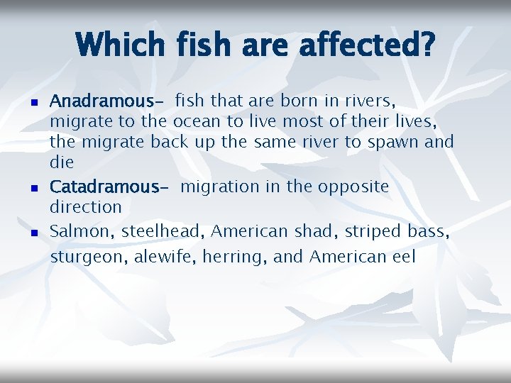 Which fish are affected? n n n Anadramous- fish that are born in rivers,