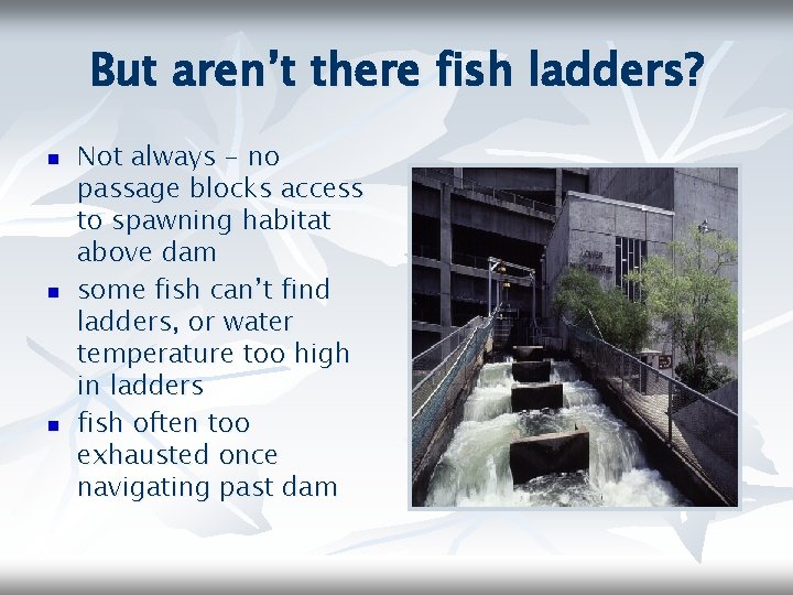 But aren’t there fish ladders? n n n Not always - no passage blocks
