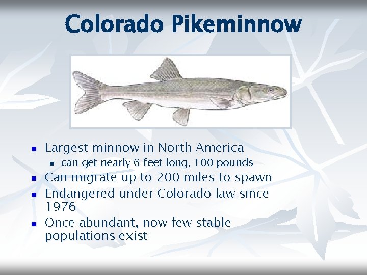 Colorado Pikeminnow n Largest minnow in North America n n can get nearly 6