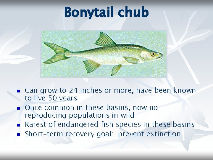 Bonytail chub n n Can grow to 24 inches or more, have been known