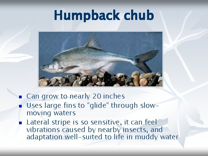 Humpback chub n n n Can grow to nearly 20 inches Uses large fins