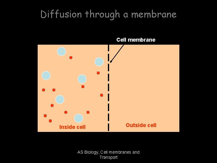 Diffusion through a membrane Cell membrane Inside cell Outside cell AS Biology, Cell membranes