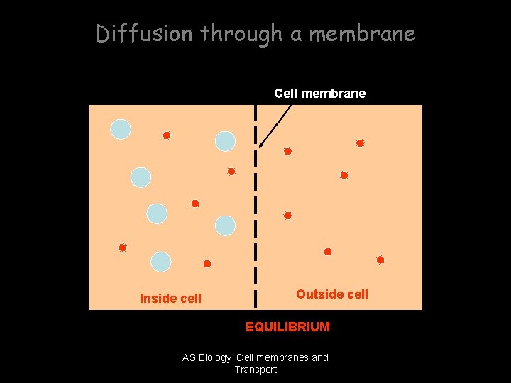 Diffusion through a membrane Cell membrane Inside cell Outside cell EQUILIBRIUM AS Biology, Cell