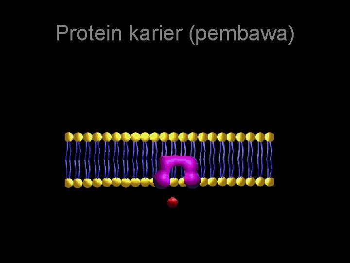 Protein karier (pembawa) 