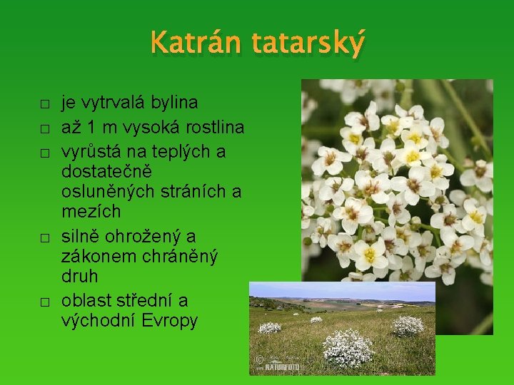 Katrán tatarský � � � je vytrvalá bylina až 1 m vysoká rostlina vyrůstá