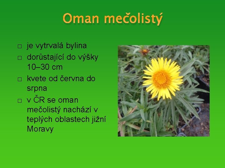 Oman mečolistý � � je vytrvalá bylina dorůstající do výšky 10– 30 cm kvete