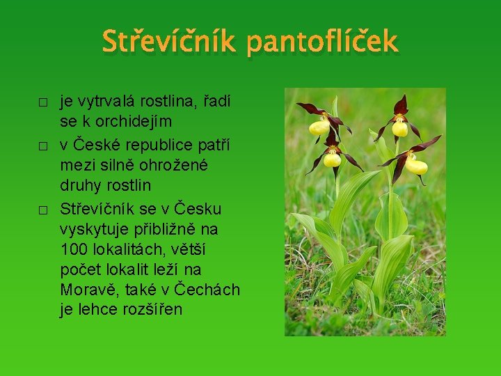 Střevíčník pantoflíček � � � je vytrvalá rostlina, řadí se k orchidejím v České