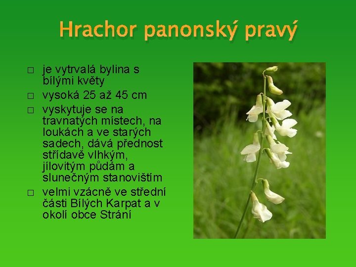 Hrachor panonský pravý � � je vytrvalá bylina s bílými květy vysoká 25 až