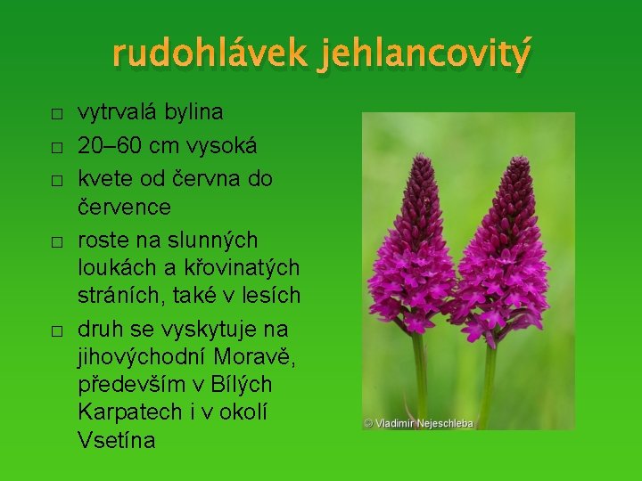 rudohlávek jehlancovitý � � � vytrvalá bylina 20– 60 cm vysoká kvete od června