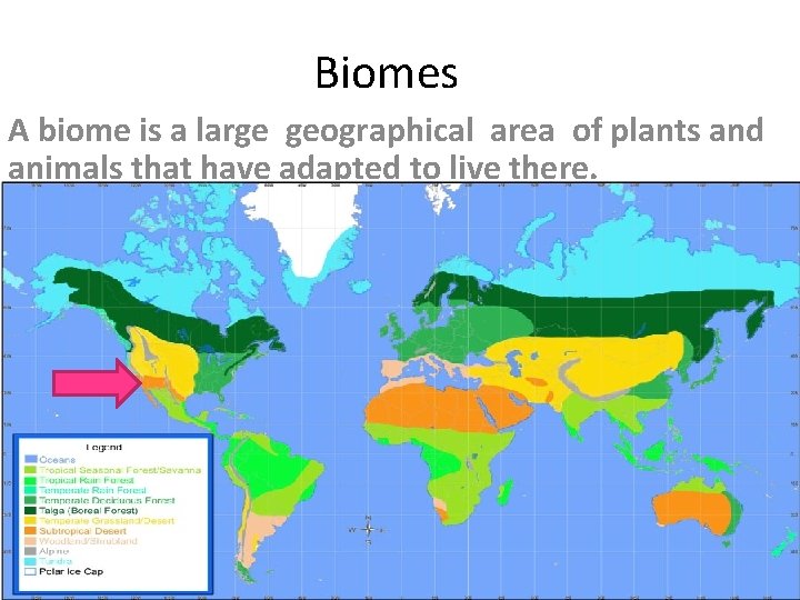 Biomes A biome is a large geographical area of plants and animals that have