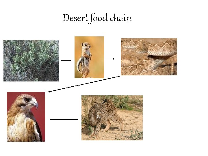 Desert food chain 