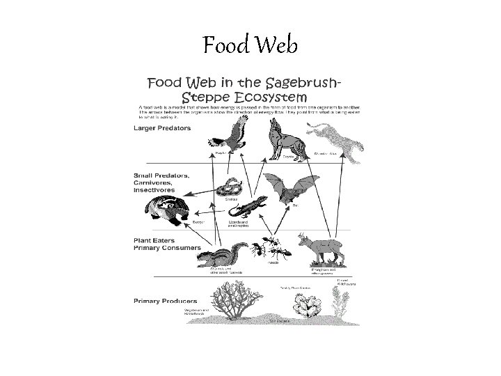 Food Web 