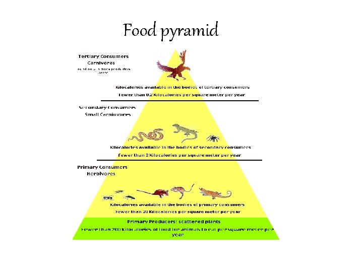 Food pyramid 
