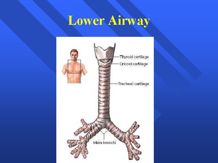 Lower Airway 