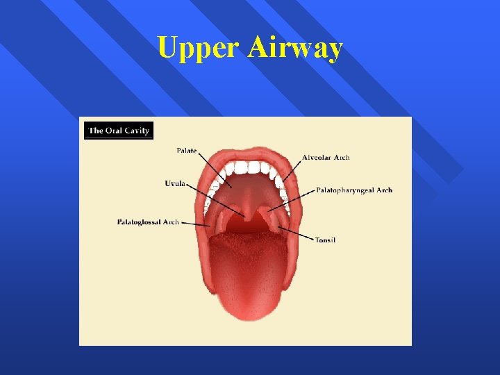 Upper Airway 