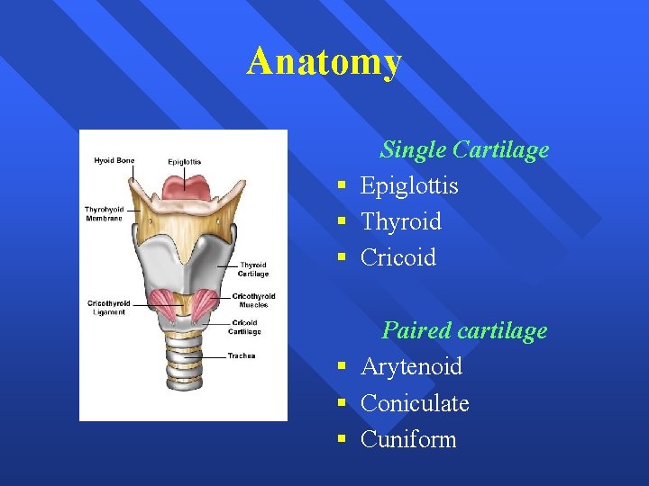 Anatomy Single Cartilage § Epiglottis § Thyroid § Cricoid Paired cartilage § Arytenoid §