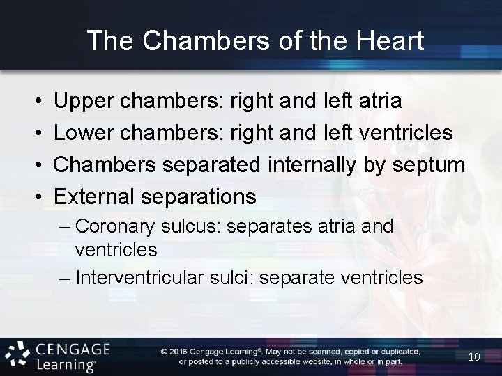 The Chambers of the Heart • • Upper chambers: right and left atria Lower