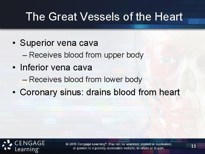 The Great Vessels of the Heart • Superior vena cava – Receives blood from