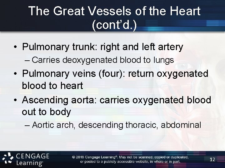 The Great Vessels of the Heart (cont’d. ) • Pulmonary trunk: right and left