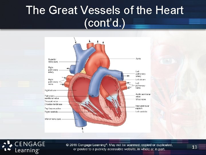 The Great Vessels of the Heart (cont’d. ) 13 