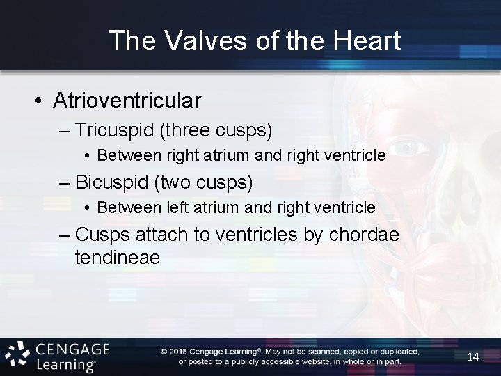 The Valves of the Heart • Atrioventricular – Tricuspid (three cusps) • Between right