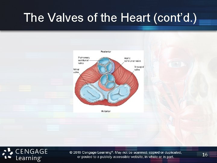The Valves of the Heart (cont’d. ) 16 