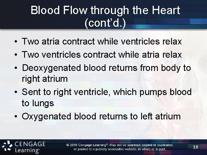 Blood Flow through the Heart (cont’d. ) • Two atria contract while ventricles relax