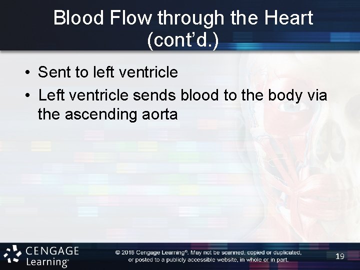 Blood Flow through the Heart (cont’d. ) • Sent to left ventricle • Left
