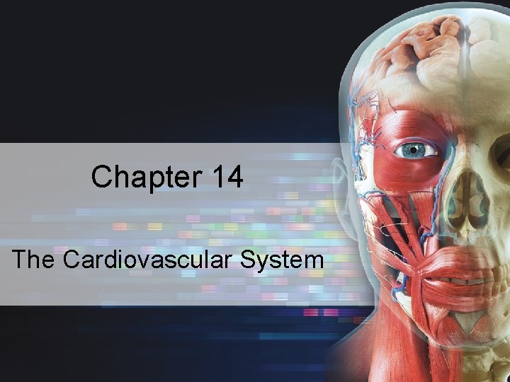 Chapter 14 The Cardiovascular System 2 