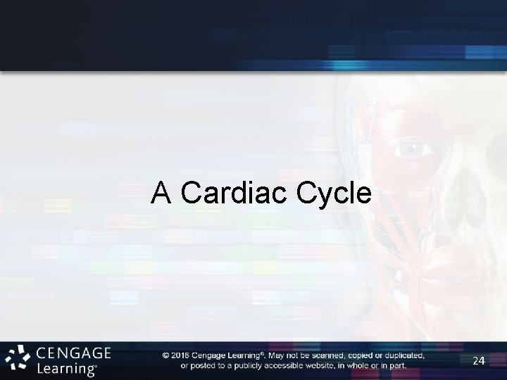A Cardiac Cycle 24 
