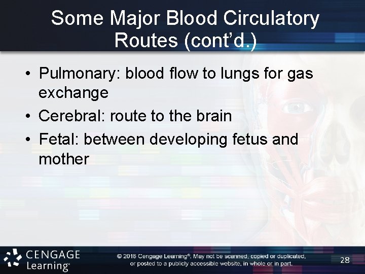 Some Major Blood Circulatory Routes (cont’d. ) • Pulmonary: blood flow to lungs for