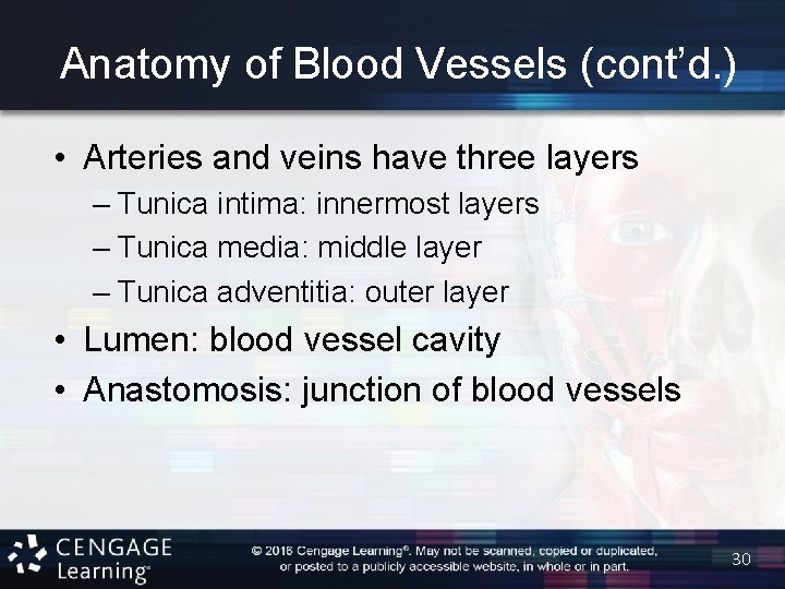 Anatomy of Blood Vessels (cont’d. ) • Arteries and veins have three layers –