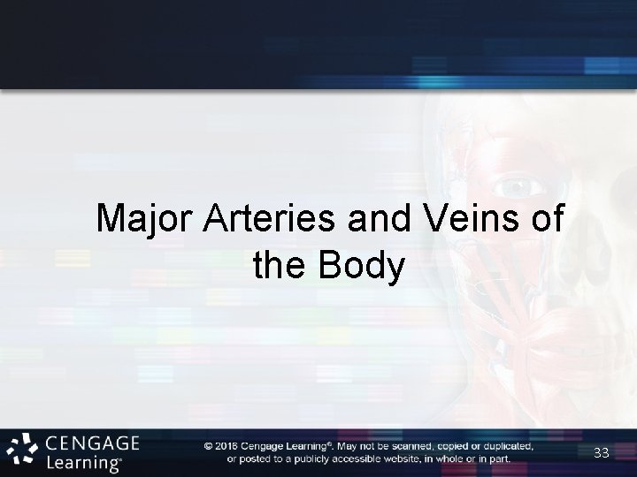 Major Arteries and Veins of the Body 33 